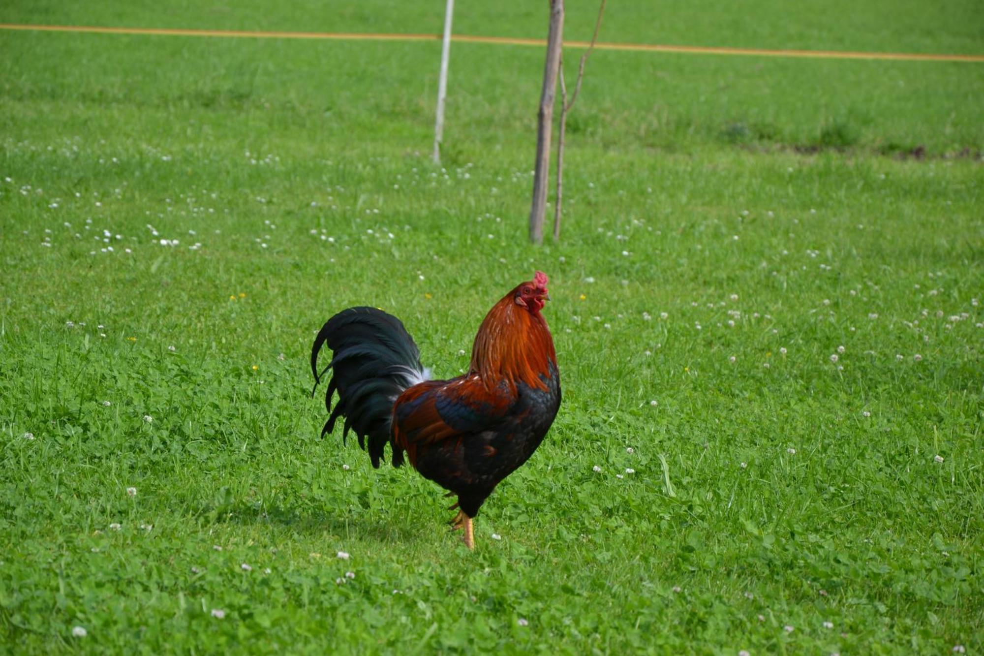 Kerschbaumergut Grossgmain Dış mekan fotoğraf
